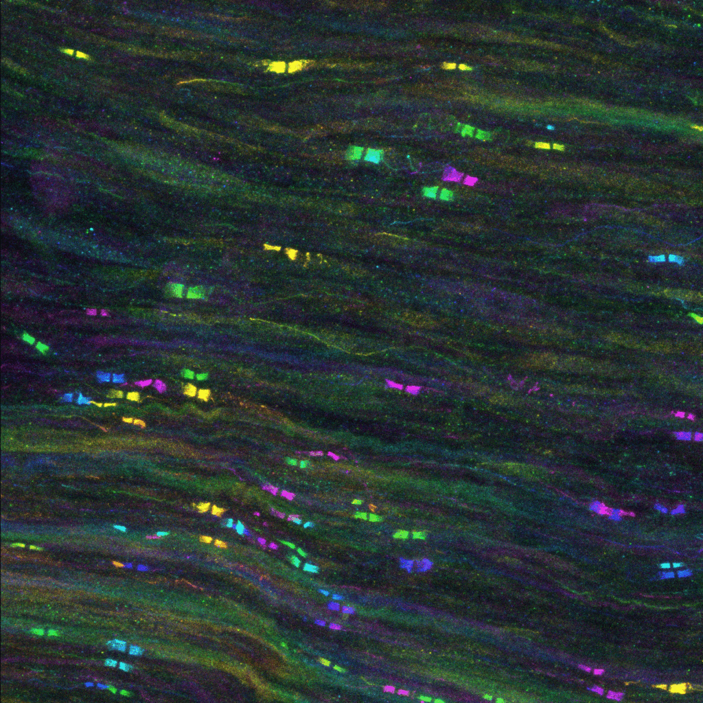 depth coded caspr sr