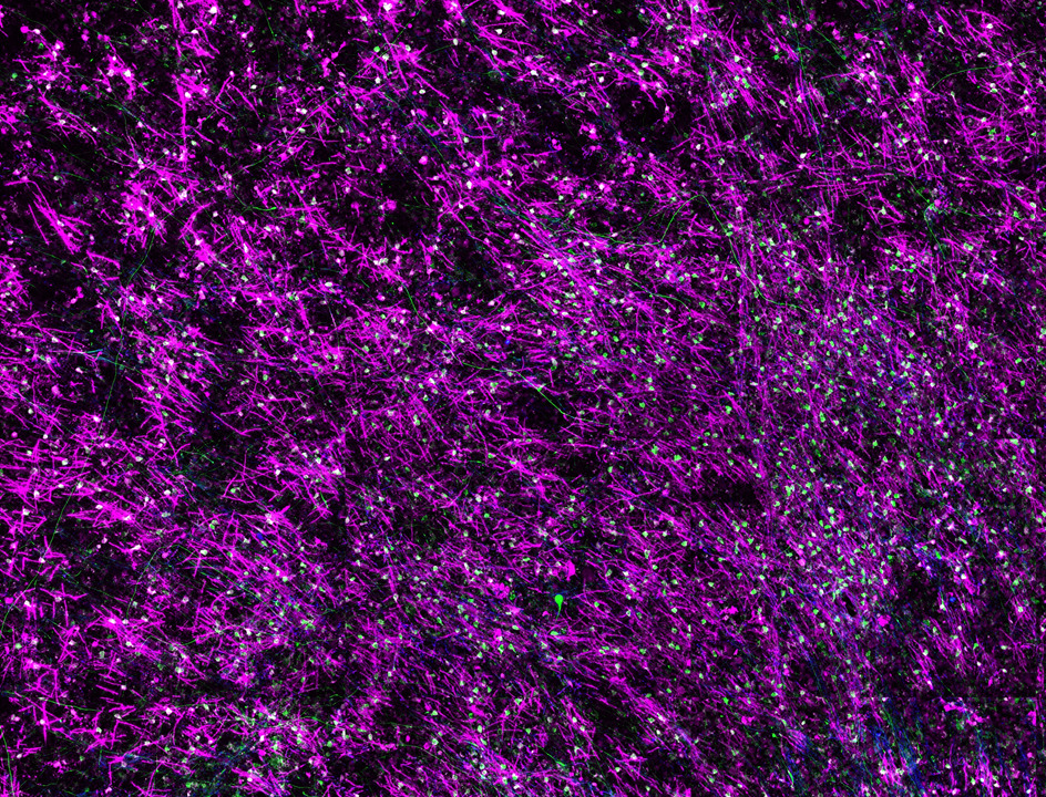 longterm opc neuron cocultures 013019